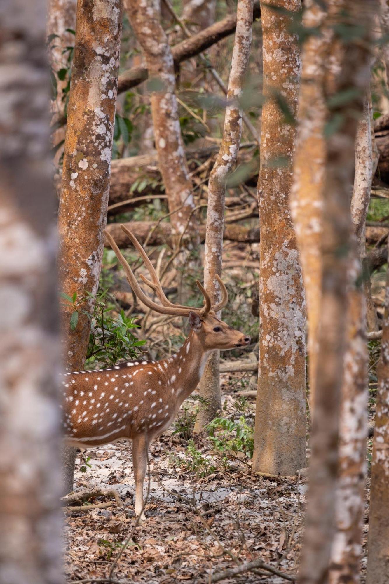 Sanctuary Chitwan National Park Exterior foto