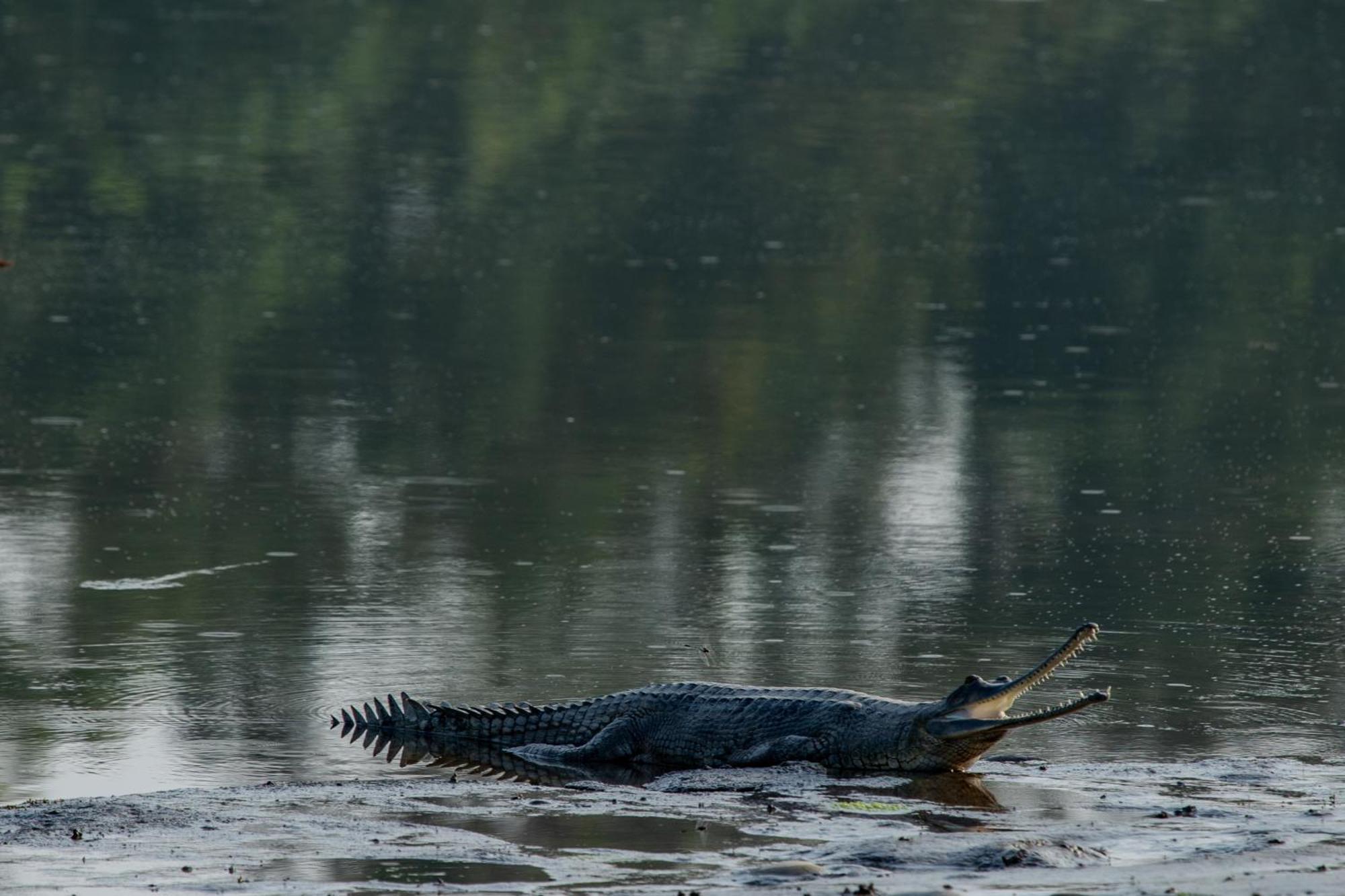 Sanctuary Chitwan National Park Exterior foto