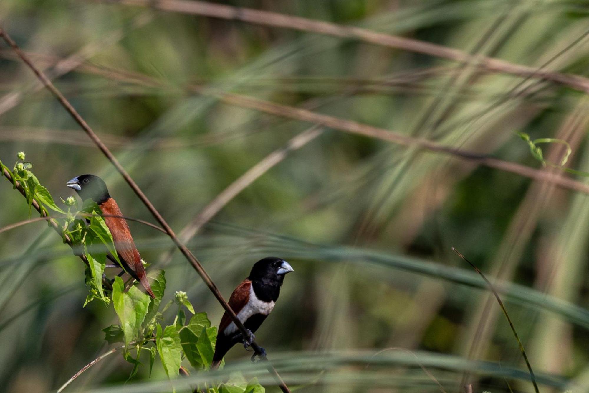 Sanctuary Chitwan National Park Exterior foto